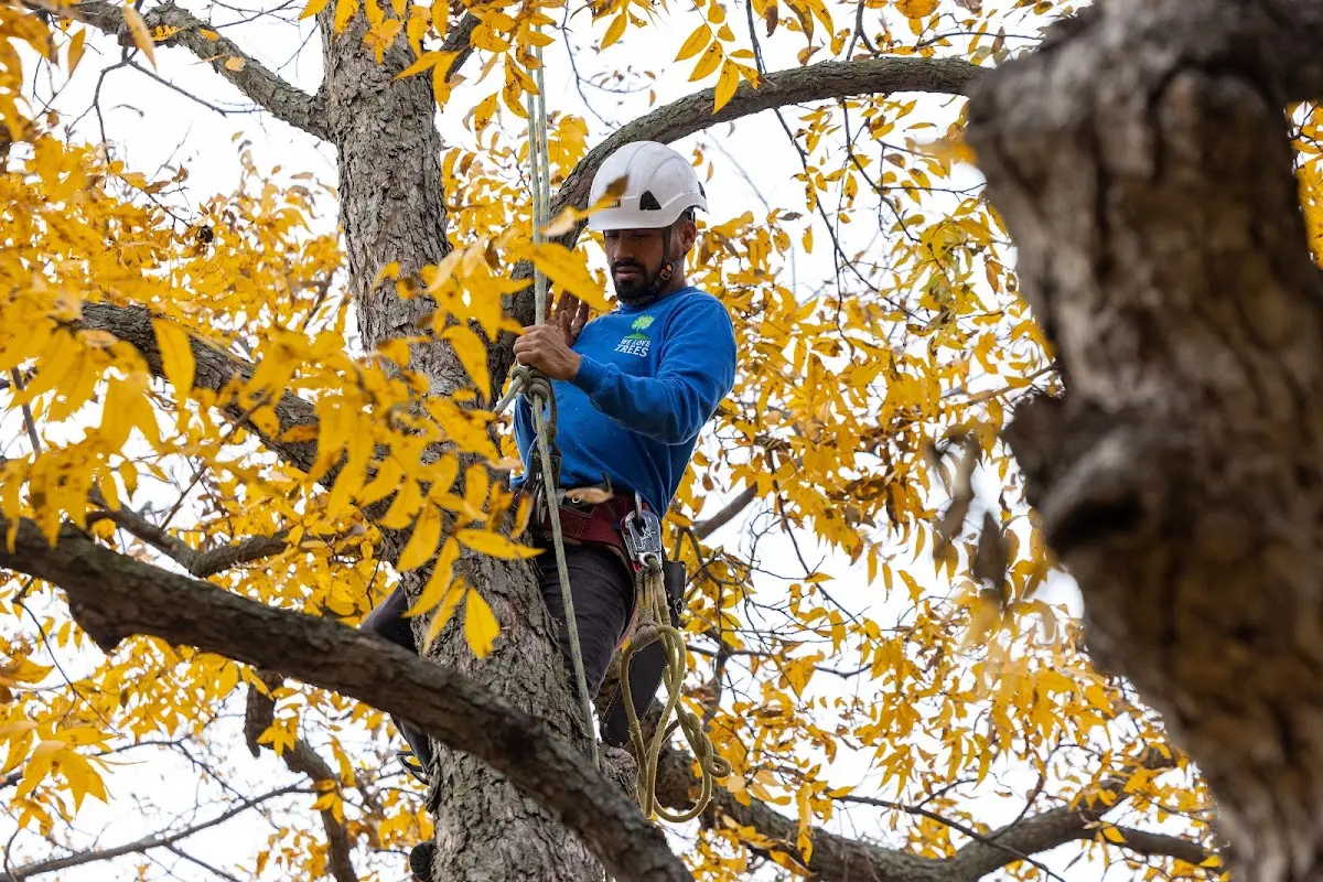 Skilled Tree Pruning crew working in Bonfield