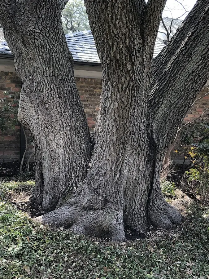Mature heritage tree close to a Bonfield property cared for by certified arborists