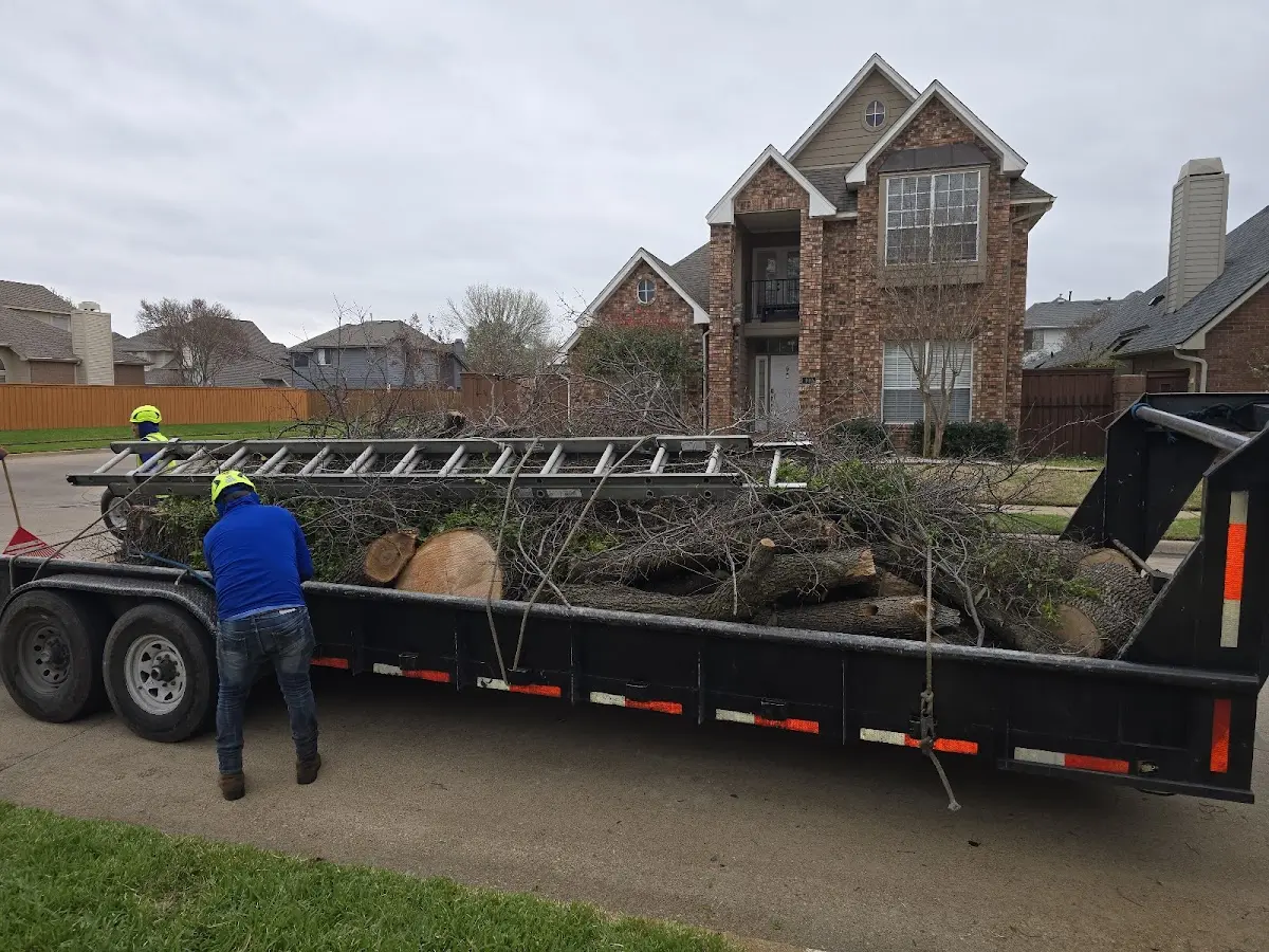 Expert Tree Pest Control with proper safety equipment in Bonfield